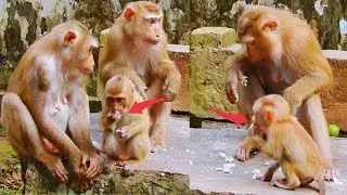 Mom monkey Luna and monkey Libby bring their baby to eat​ rice.