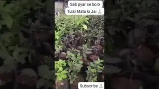 Hara bhara rahe ghar angana 🙏🏻 youtube shorts # tulsi maiya # hara #@ suman singh-t8v7p
