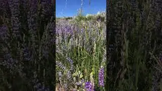Park City Utah 2023 Wildflower Bloom