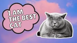 Positive Affirmations For Cats | I AM THE BEST CAT