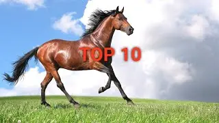 top 10 horse breeds in World 2025/most popular horse breed in the world/best horse breeds in india