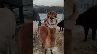 Alpacas In The Snow