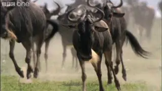 HD: Wildebeast return to grassland plains - Nature's Great Events: The Great Migration - BBC