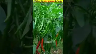 🌶️Grow chillies in this way the yield will double by 100% #gardening #ytshorts #growth