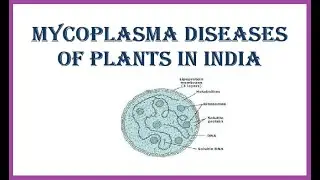 Mycoplasma Diseases of Plants in India