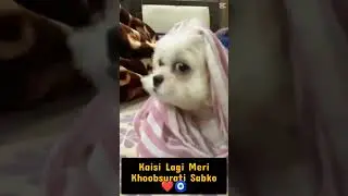 Kaisi Lagi Meri Khoobsurati Sabko❤️ #youtube #ytshorts #ytstudio #romantic #90s #petlover #shihtzu