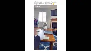 shocked dog