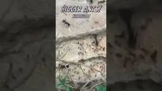 How do ants survive? #ants #bugslife #shorts