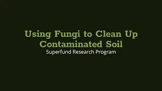Using Fungi to Clean up Contaminated Soil