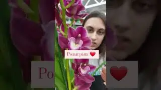 Добрый день дорогие друзья!❤⚘🎁 марта, мы разыгрываем Цимбидиум 🎀⠀@rost_ok