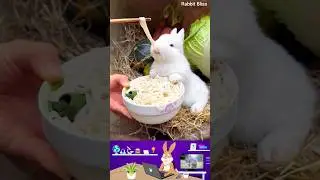 Cutest Rabbit Ever Eating Noodles! 🥰🐇 #cute #rabbit