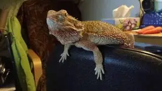 Bearded Dragon Epic Jump