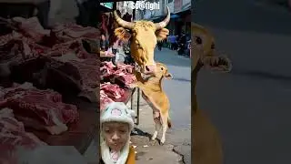 Anak sapi menangis ❗️