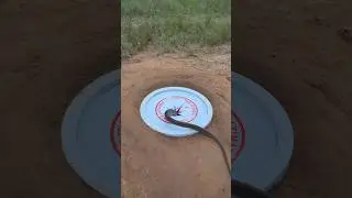 Build Underground Snake Trap Using Cover Bucket & Deep Hole #snaketrap #youtubeshorts