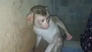 Wow, Gorgeous monkey Ella standing new style for mom clean her body