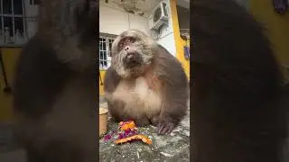 #monkey #monkeysr #cuteanimal #animals #animallife #cutemonkey #cute #cutepet #monkeylove