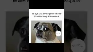 Sri Lankan Athal Meme Compilation 🤣 #sinhala #shorts #memes Episode 1713 #athalmemes #shorts