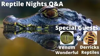 Reptiles Nights Q&A Featuring Derricks Reptiles & Venom Wonderful