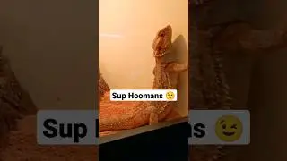 So CUTE 🥰🥰 #reptiles #dragon #shorts #reptile #beardeddragon #short #gorgeous #chillvibes #ytshort