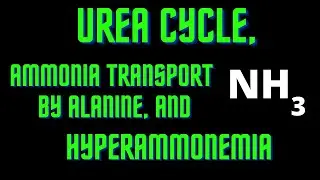 USMLE Step 1 - Lesson 63 - Urea Cycle, Ammonia Transport by Alanine, and Hyperammonemia
