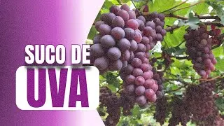 Suco de Uva feito em casa 🍇💜. #sucodeuva #suconatural #uva #uvas