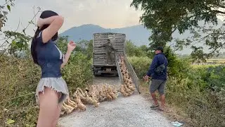 Full video: Farm life, trucks transporting ducks to the rice fields every day.