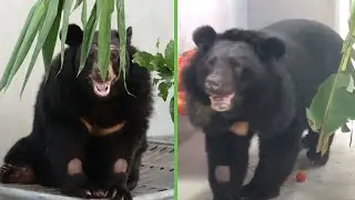 Rescued Bears Move To Their Forever Homes 🐻🏡💖 | Animals Asia