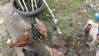 Ayam bangkok keturunan full umbaran pertumbuhan maksimal makan sisa dari dapur