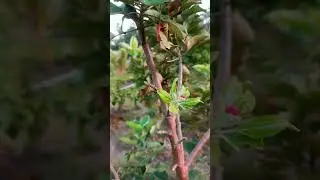 HRMN 99 Apple Growth Part 3 &mdash; More Fresh Buds Appearing 🌱 #apple #nature #growth #shorts