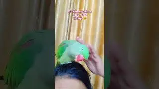 cute parrot kittu 🎀😘 ki pyari batein ❤️#cute #birds #parrot #pets #shorts