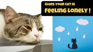 Clues Your Cat Is Feeling Lonely |  Discovering The Silent Cries Of Lonely Cats