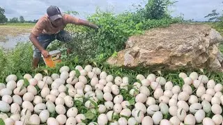 Harvest a lot of duck egg and snail under grass at rice field by hand skill