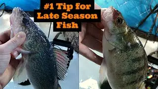 #1 Tip for Late Season Fish ((Walleye & Perch))
