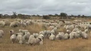Farting sheep cause plane to make emergency landing