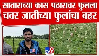 Satara Kaas plateau | साताराच्या कास पठारावर फुलला चवर जातीच्या फुलांचा बहर