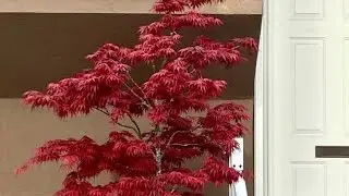 Update After Move & Light Prune For Pixie, Dwarf Japanese Maple - May 7, 2022