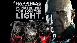 Happy Pug Year - 2026