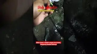 Umpan Legend Auto Strike - Bale official21 #umpanmancing #umpanjitulele