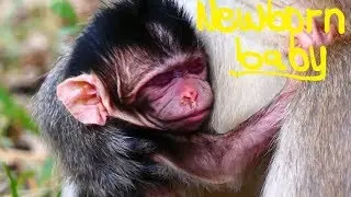 Pitiful Barbi Newborn Baby Health Weakness|BlackyMother Worry No Much milk for Baby|Baby MonkeysPost