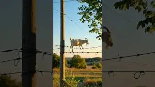 Goat on Electric wire #technologie #funny #shortsfeed