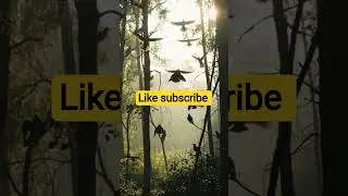 🌅 Relaxing Morning Bird Sounds | Calm Nature Audio #shortvideo