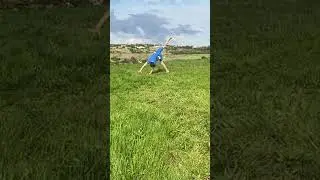 Cosmo The Cougar in Training! #cosmo #00 #shorts #byu #stunt #foryou #viralvideo #backflip #flip