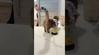 ОНА СДЕЛАЛА ЭТО!