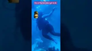 SCUBA diving with celebration sign🤿❗️.. #aquaticlifewithjess #scubadiving #aquarium #scuba #divelife