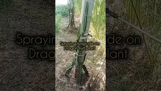 fungus controlling Spray on dragon fruit plant #farming #shortvideo #agriculture #dragonfruit