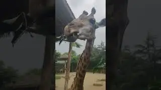 I hand fed a Giraffe at the Zoo today