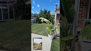 almost finished our back yard reno