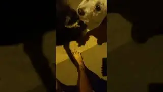 Mi perrita se escapo!