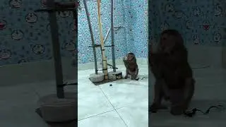 Monkeys do super funny circus on the trees #shorts