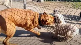 Cane Corso vs Small Dogs & Jailbreak At Dog Park